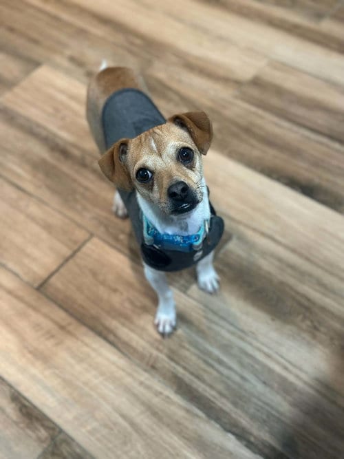 Photo of Kip, adoptable Chihuahua in Visalia, California