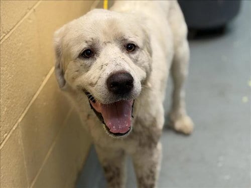 Photo of Gilbert, adoptable Great Pyrenees in Tulsa, Oklahoma