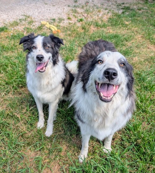 Photo of Joker & Jedi, adoptable Great Pyrenees in Green Forest, Arkansas