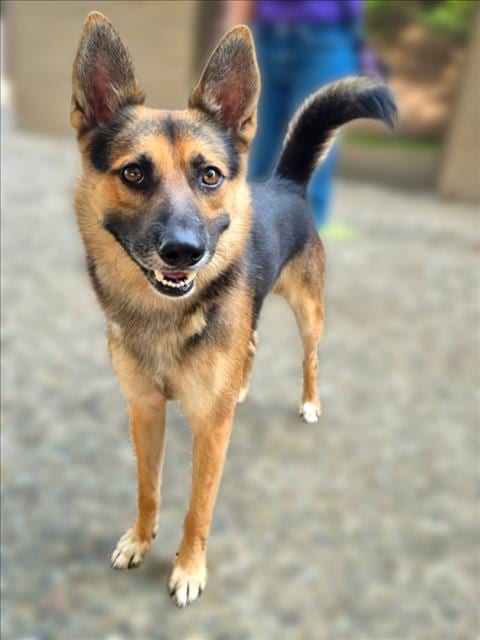 Photo of Kevin, adoptable German Shepherd Dog in Houston, Texas