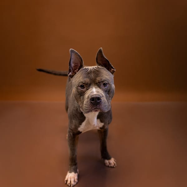 Photo of Vc5c Brutus, adoptable Pit Bull cross in Lawrenceville, Georgia