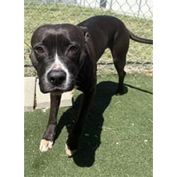 Photo of Queenie, adoptable American Pit Bull Terrier in Texas City, Texas