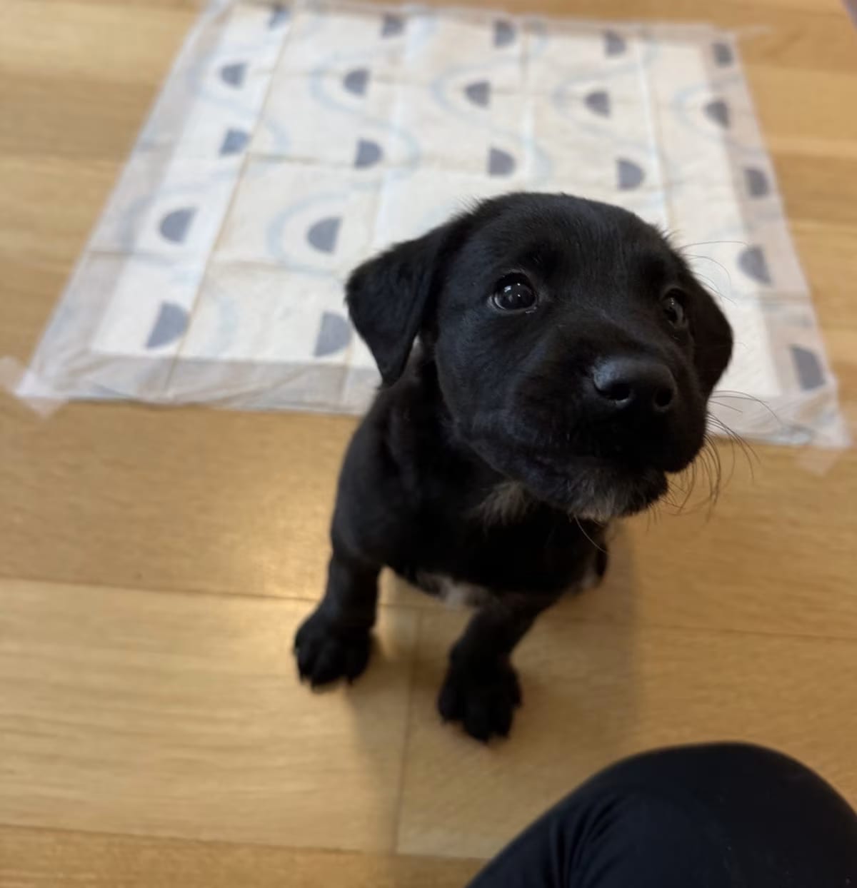 Photo of Lucali, adoptable Flat-Coated Retriever in Brooklyn, New York
