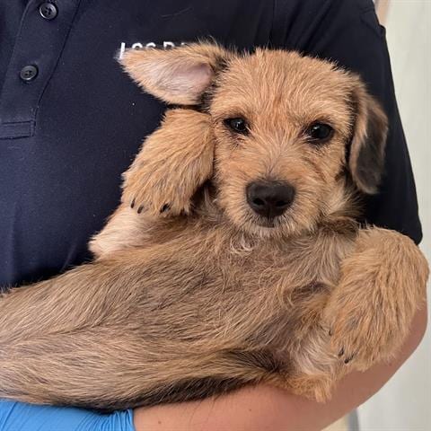 Photo of Benji, adoptable Terrier in San Martin, California