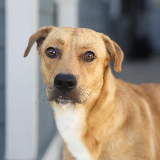 Photo of Mandy, adoptable dog in San Antonio, Texas