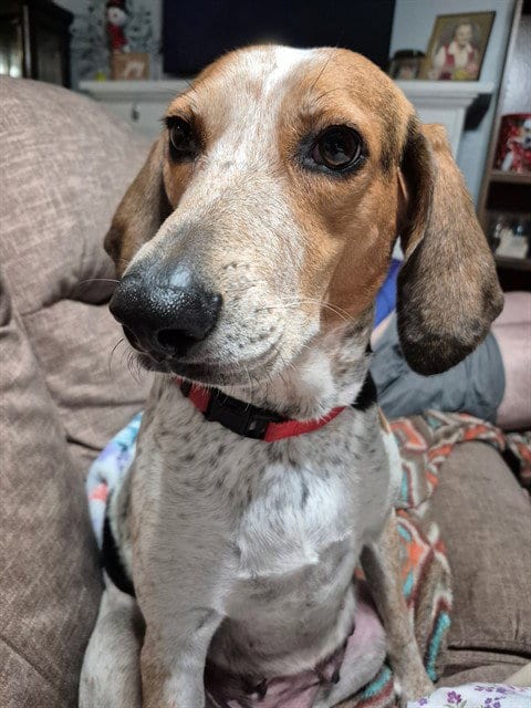 Photo of Dixie, adoptable Bluetick Coonhound in Ocala, Florida
