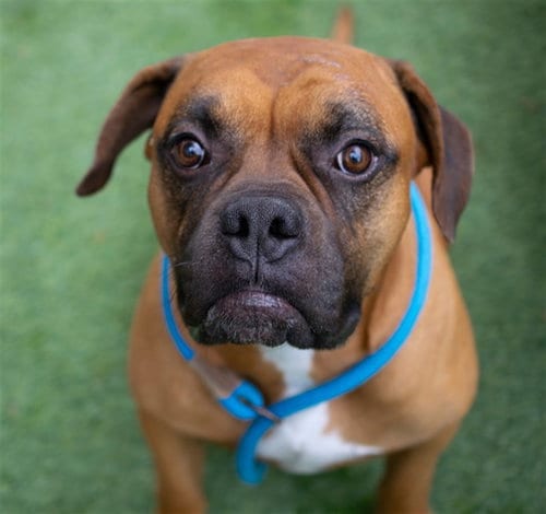 Photo of Atlas, adoptable Bullmastiff in San Jose, California