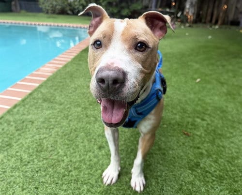 Photo of Pluto, adoptable American Pit Bull Terrier in Ft Lauderdale, Florida