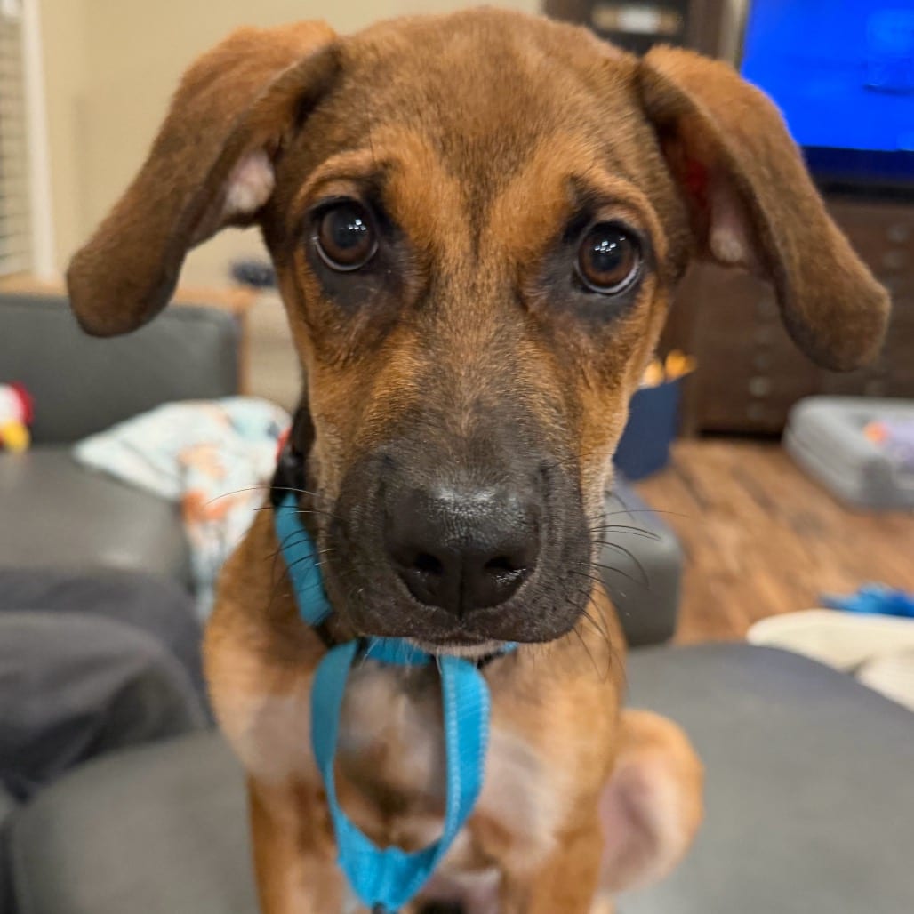 Photo of Dobby, adoptable Shepherd / Husky in Boonville, Missouri