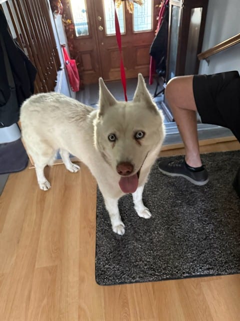 Photo of Senior Siberian Husky, adoptable Siberian Husky in San José, California
