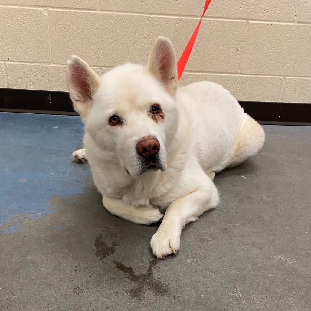 Photo of Marvelous, adoptable Mixed Breed (Large)
