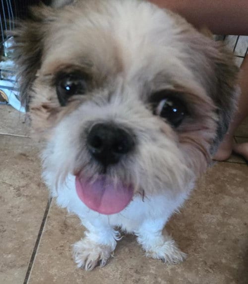 Photo of Barry, adoptable Shih Tzu in San Antonio, Texas