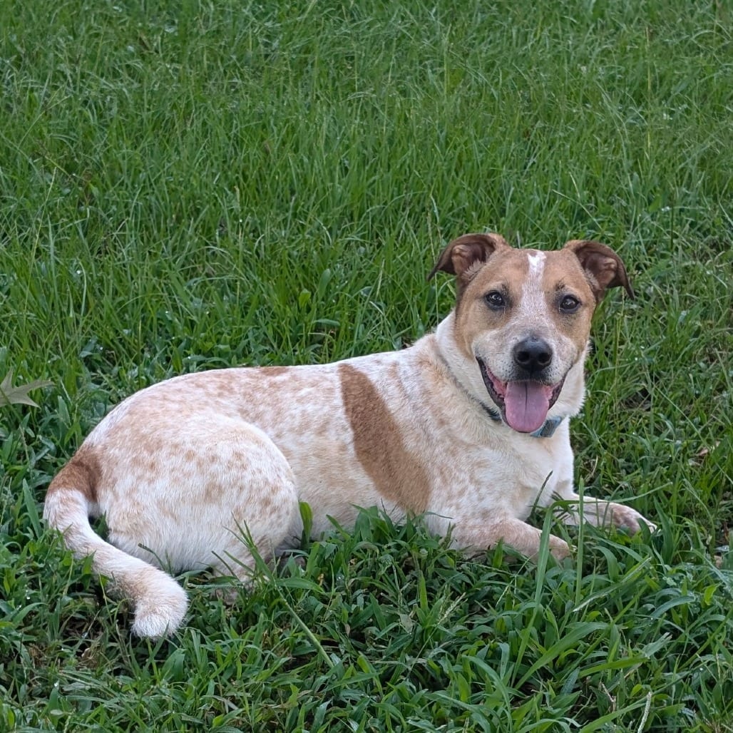 Photo of Blackjack, adoptable Cattle Dog, Australian (Red Heeler) in Spartanburg, South Carolina