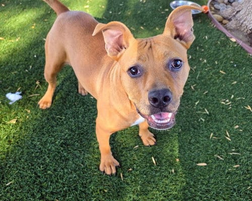 Photo of Hazel, adoptable Staffordshire Bull Terrier in Antioch, California