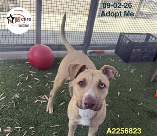 Photo of Abel, adoptable Pit Bull Terrier in Los Angeles, California