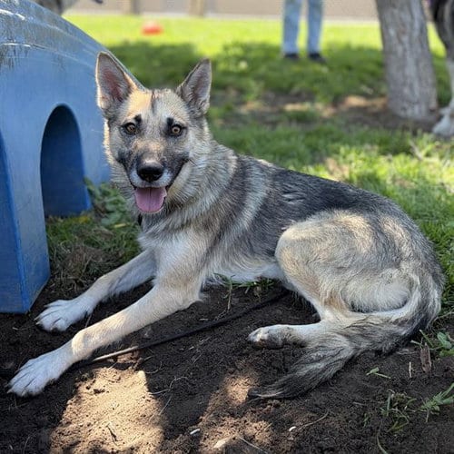 Photo of Marlow, adoptable German Shepherd Dog in Modesto, California