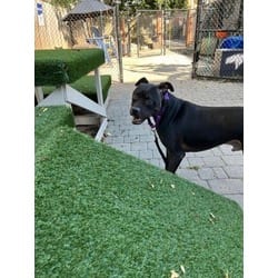 Photo of Sherlock, adoptable Boxer in Washington, District of Columbia