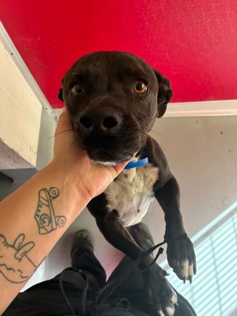 Photo of Shaggy, adoptable Pit Bull Terrier in Visalia, California