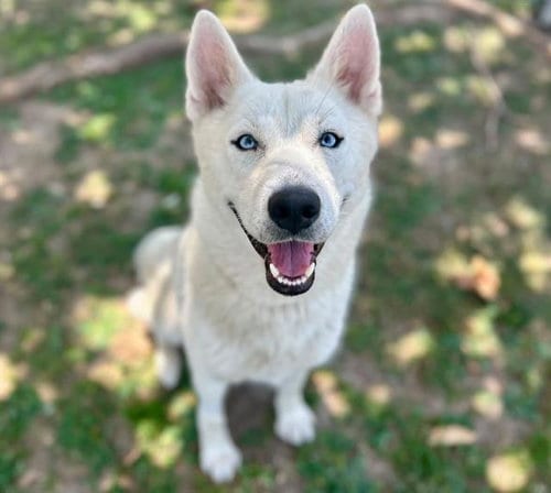 Photo of Snowy, adoptable Siberian Husky in Riverside, California