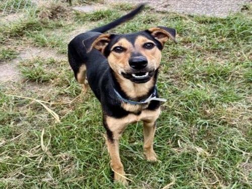 Photo of Ned, adoptable German Shepherd Dog in Houston, Texas