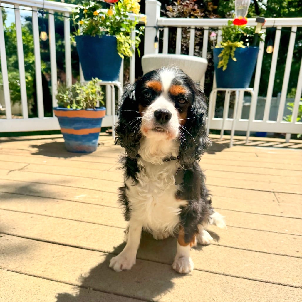 Photo of Starling, adoptable Spaniel, Cavalier King Charles in Decatur, Illinois