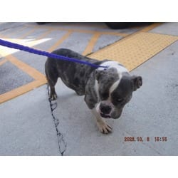 Photo of Giblet, adoptable American Bulldog in Doral, Florida