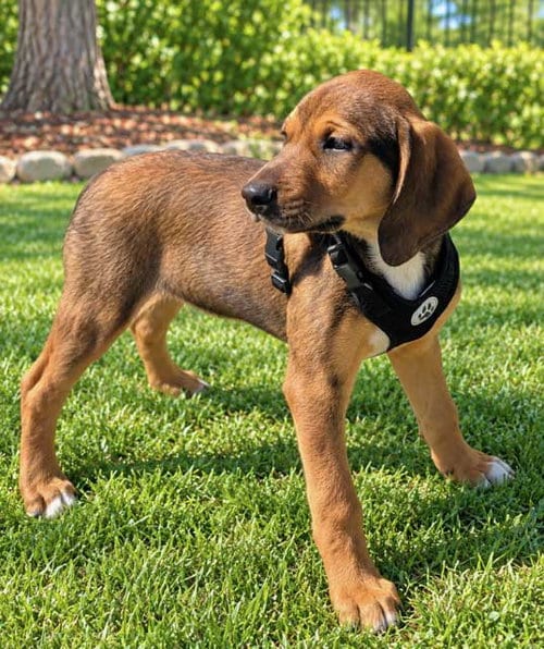 Photo of Puppy Connor, adoptable Hound in Franklin, Tennessee