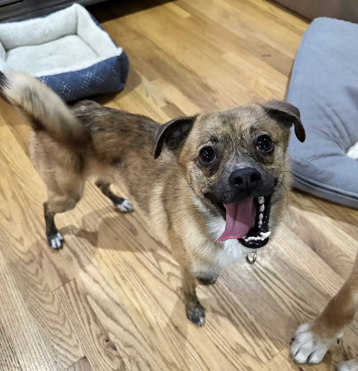 Photo of Roscoe, adoptable Pug Chihuahua in Scotch Plains, New Jersey