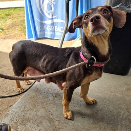 Photo of Schnitzel, adoptable Chihuahua in Long Beach, California