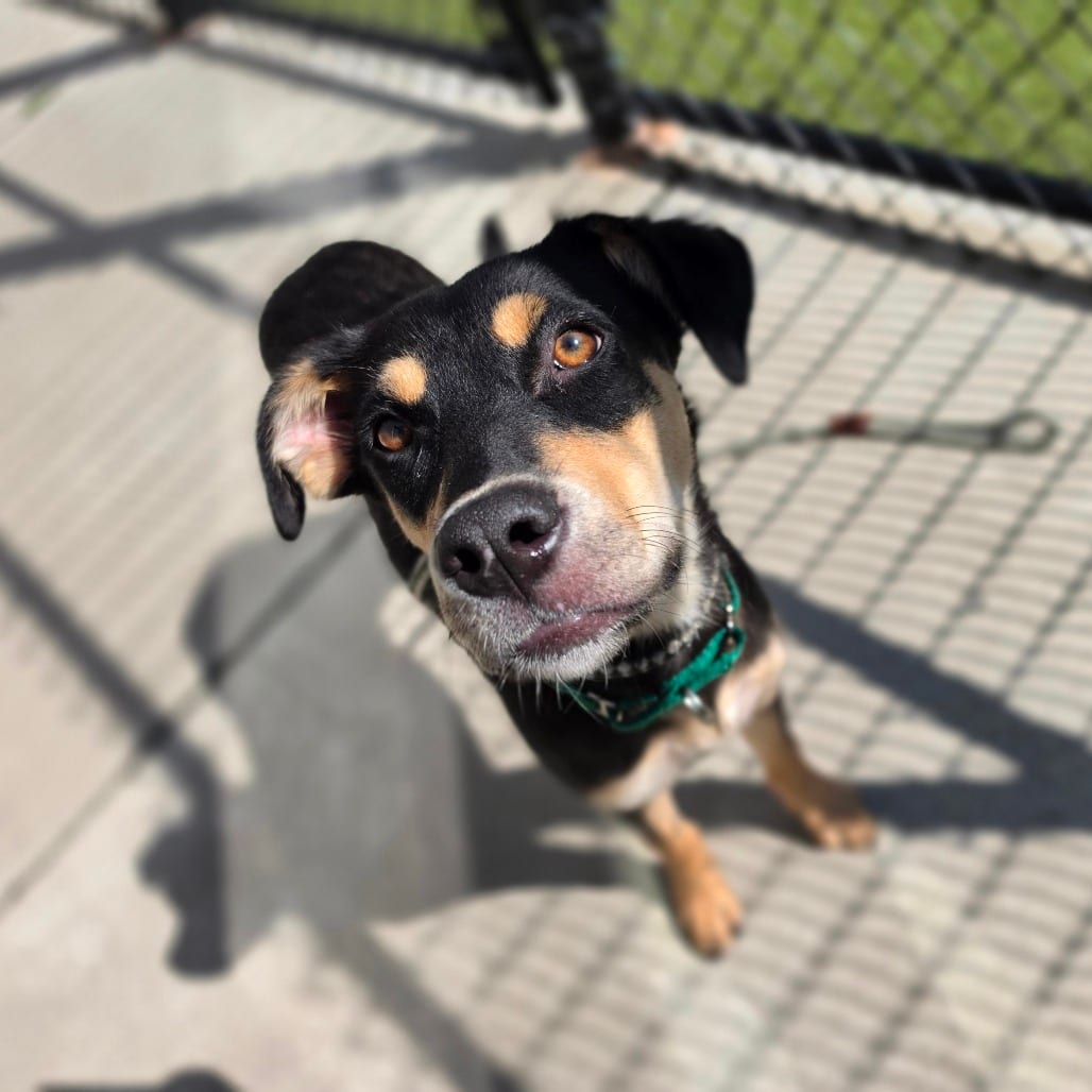 Photo of Polly, adoptable Mixed Breed (Medium) / Shepherd, German in Greensboro, North Carolina