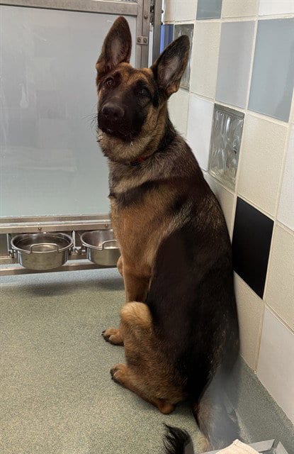 Photo of Helmut, adoptable German Shepherd Dog in Plano, Texas