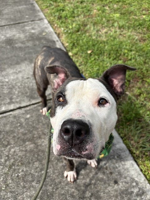 Photo of Justin, adoptable Terrier in Miami, Florida