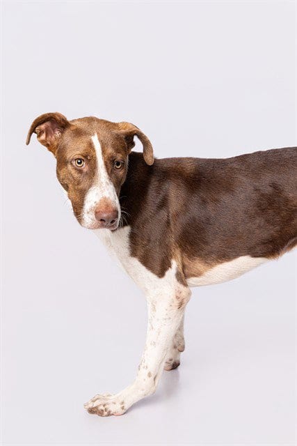 Photo of Linda, adoptable Labrador Retriever in Miami, Florida