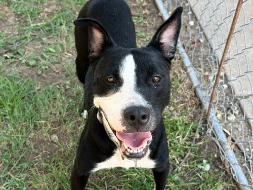 Photo of Hestia, adoptable Pit Bull Terrier in Tulsa, Oklahoma