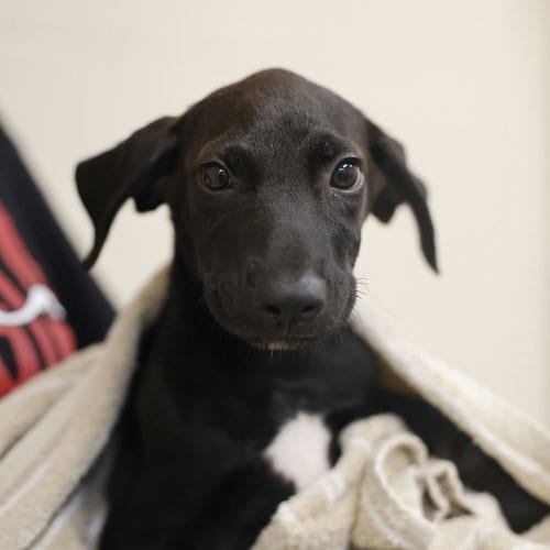Photo of Winston, adoptable Plott Hound in San Antonio, Texas