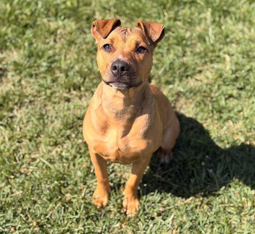 Photo of Goldie, adoptable Terrier in Fairfield, California