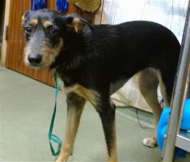 Photo of Senior Terrier mix, adoptable Terrier mix in Devore, California