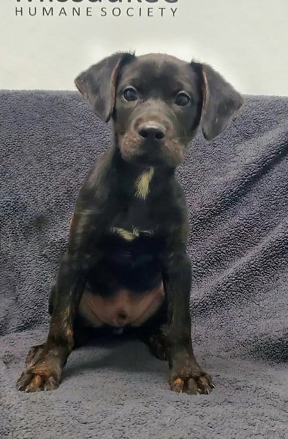 Photo of Elijah (7177), adoptable Shepherd in Lake City, Michigan