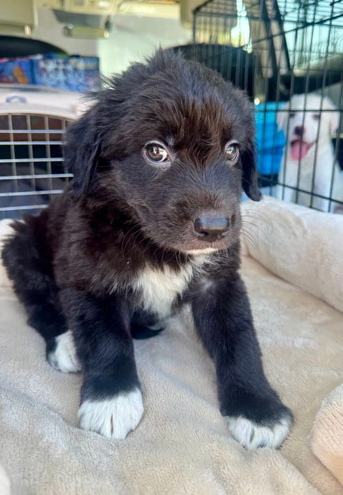Photo of Littlefoot, adoptable Labrador Retriever in Marina Del Rey, California