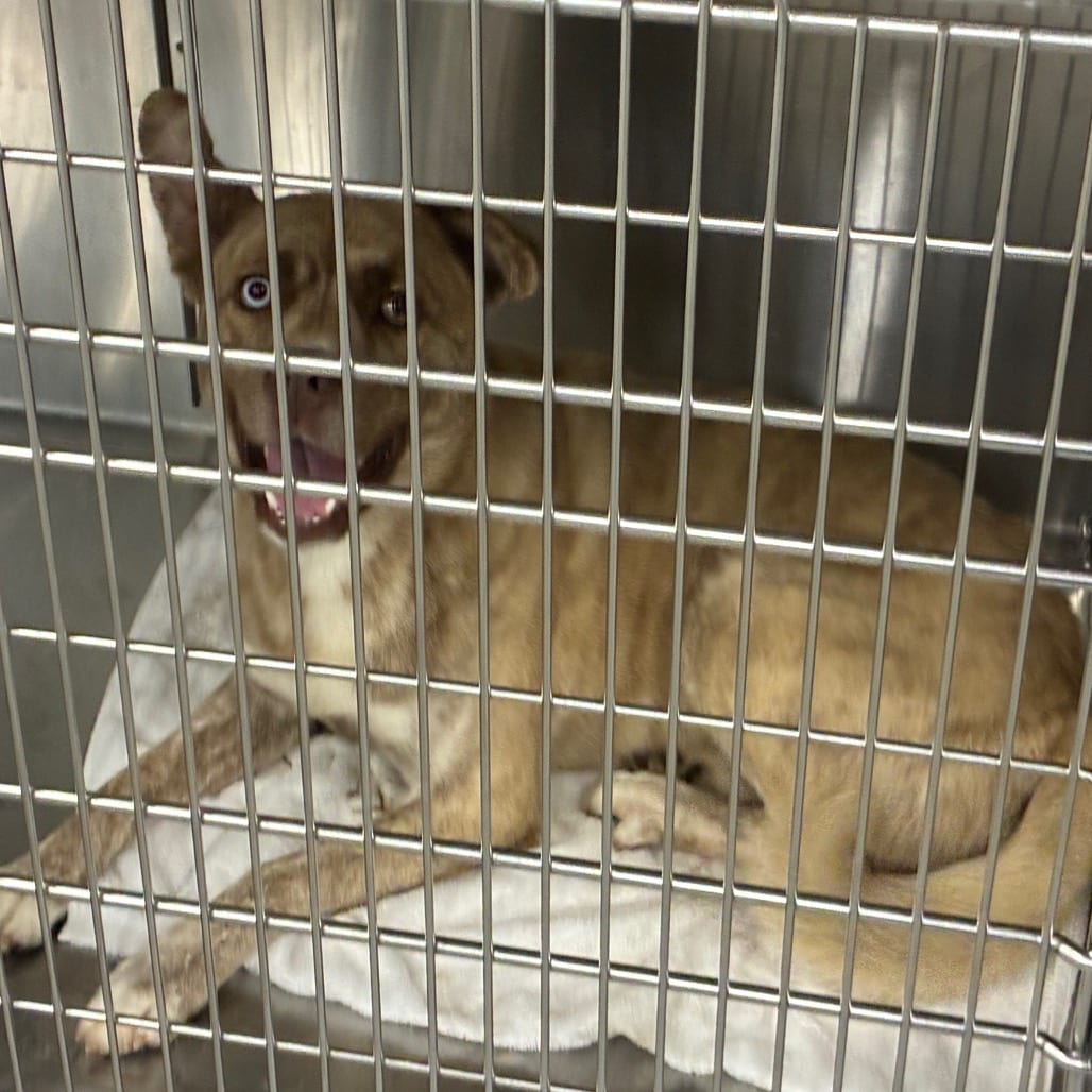 Photo of Forrest, adoptable Husky / Mixed Breed (Medium) in Greensboro, North Carolina