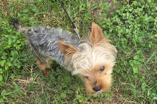 Photo of Teddy, adoptable Yorkshire Terrier Yorkie in Spring, Texas