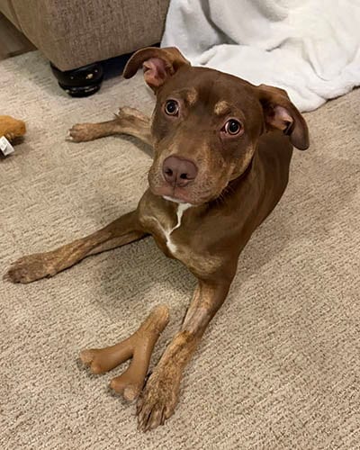 Photo of Chelsea, adoptable Doberman Pinscher in Lake Wylie, South Carolina