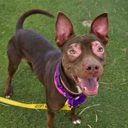 Photo of Praline, adoptable Pit Bull Terrier in Las Vegas, Nevada