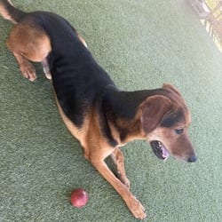 Photo of Mort 2657, adoptable Rhodesian Ridgeback in Loxahatchee, Florida