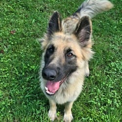 Photo of Storm, adoptable German Shepherd Dog in Columbus, North Carolina