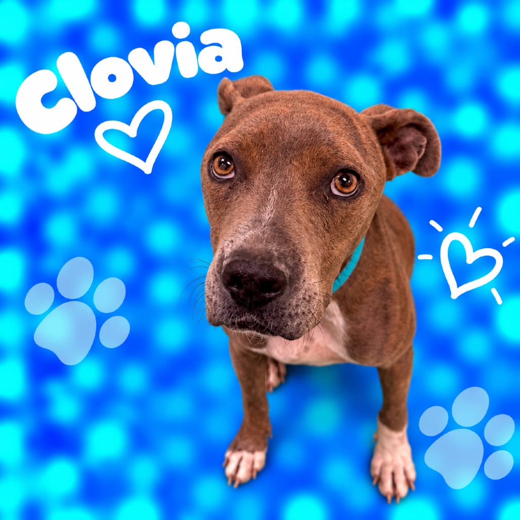 Photo of Clovia, adoptable dog