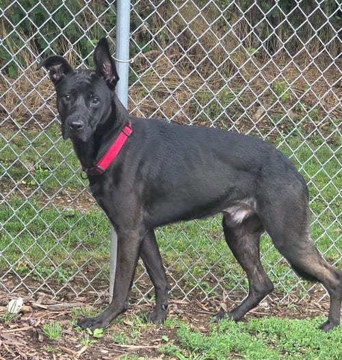 Photo of Winston, adoptable German Shepherd Dog in Martinsburg, West Virginia