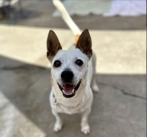 Photo of Auggie 0125, adoptable Jack Russell Terrier in Sonora, California