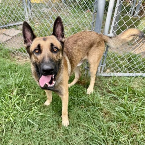 Photo of Malfoy, adoptable German Shepherd Dog in Houston, Texas