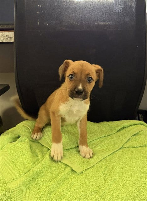 Photo of Daisy, adoptable Labrador Retriever in Pasadena, Texas